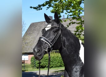 Caballo alemán, Yegua, 13 años, 170 cm, Pío