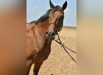 Caballo alemán, Yegua, 14 años, 162 cm, Castaño