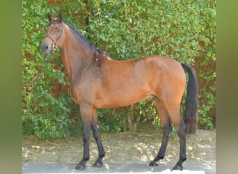 Caballo alemán, Yegua, 14 años, 162 cm, Castaño