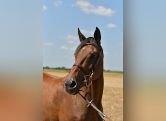 Caballo alemán, Yegua, 14 años, 162 cm, Castaño