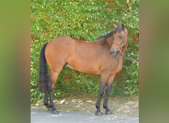 Caballo alemán, Yegua, 14 años, 162 cm, Castaño