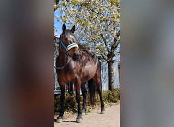 Caballo alemán Mestizo, Yegua, 14 años, 163 cm, Castaño oscuro