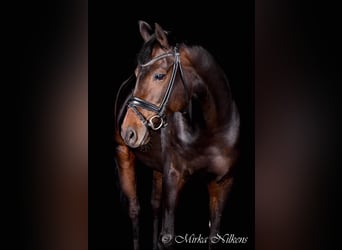 Caballo alemán, Yegua, 14 años, 167 cm, Morcillo