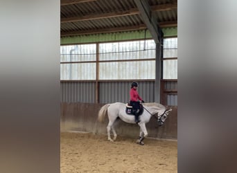 Caballo alemán, Yegua, 14 años, 170 cm, Tordo