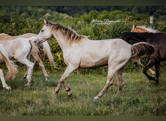 Caballo alemán, Yegua, 15 años, 150 cm, Champán