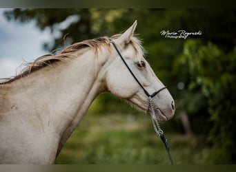 Caballo alemán, Yegua, 15 años, 150 cm, Champán