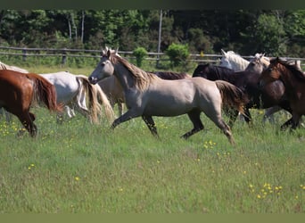Caballo alemán, Yegua, 15 años, 150 cm, Champán