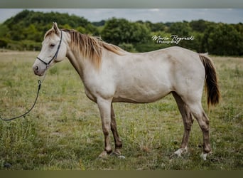 Caballo alemán, Yegua, 15 años, 150 cm, Champán