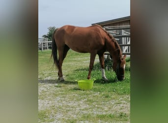 Caballo alemán Mestizo, Yegua, 15 años, 151 cm, Alazán