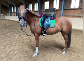 Caballo alemán Mestizo, Yegua, 15 años, 151 cm, Alazán