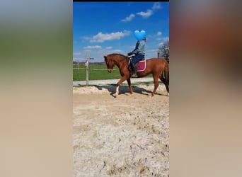 Caballo alemán Mestizo, Yegua, 15 años, 151 cm, Alazán