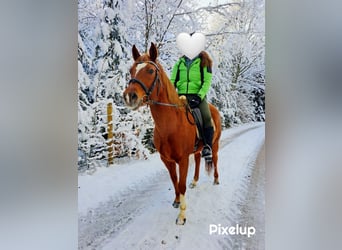 Caballo alemán Mestizo, Yegua, 15 años, 151 cm, Alazán