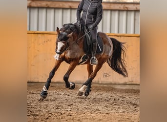 Caballo alemán, Yegua, 15 años, 160 cm, Castaño