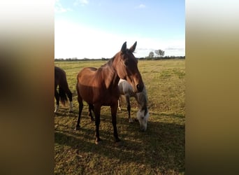 Caballo alemán, Yegua, 15 años, 167 cm, Castaño