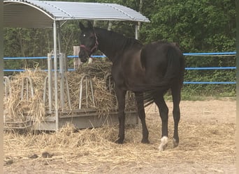 Caballo alemán, Yegua, 15 años, 170 cm, Negro