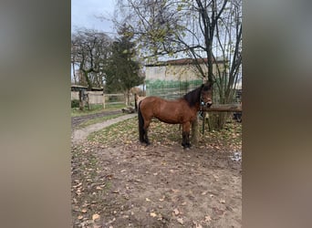 Caballo alemán Mestizo, Yegua, 16 años, 131 cm, Castaño