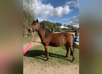 Caballo alemán Mestizo, Yegua, 16 años, 131 cm, Castaño