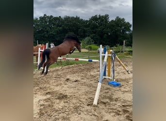 Caballo alemán Mestizo, Yegua, 16 años, 131 cm, Castaño