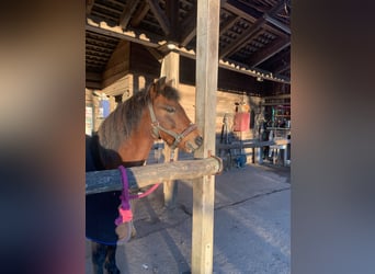 Caballo alemán Mestizo, Yegua, 16 años, 131 cm, Castaño