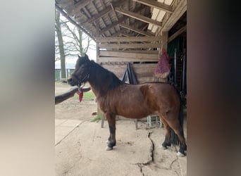 Caballo alemán Mestizo, Yegua, 16 años, 131 cm, Castaño