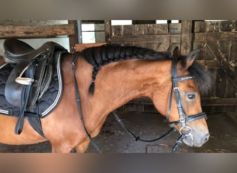 Caballo alemán Mestizo, Yegua, 16 años, 131 cm, Castaño