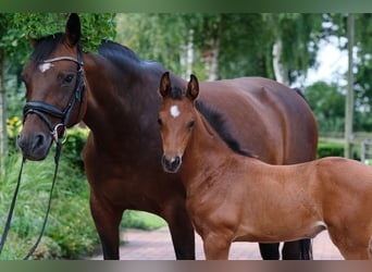 Caballo alemán, Yegua, 16 años, 155 cm, Castaño