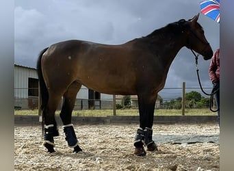 Caballo alemán, Yegua, 16 años, 157 cm, Morcillo