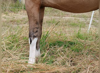 Caballo alemán, Yegua, 16 años, 158 cm, Bayo