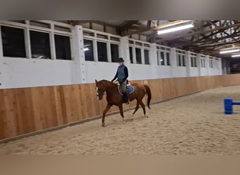 Caballo alemán, Yegua, 16 años, 160 cm, Alazán rojizo