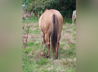 Caballo alemán, Yegua, 16 años, 160 cm, Dunalino (Cervuno x Palomino)