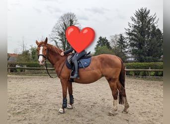 Caballo alemán, Yegua, 16 años, 162 cm, Alazán