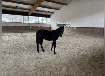 Caballo alemán, Yegua, 16 años, 168 cm, Castaño oscuro