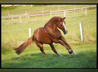 Caballo alemán, Yegua, 17 años, 180 cm, Alazán