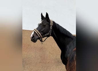 Caballo alemán, Yegua, 17 años, Negro