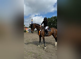 Caballo alemán, Yegua, 19 años, 165 cm