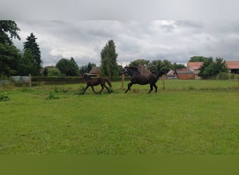 Caballo alemán, Yegua, 1 año, 137 cm, Negro