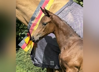 Caballo alemán, Yegua, 1 año, 164 cm, Castaño oscuro