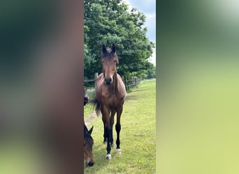 Caballo alemán, Yegua, 1 año, 170 cm, Castaño