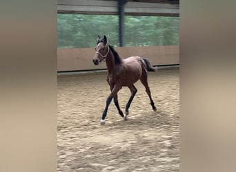 Caballo alemán, Yegua, 1 año, 170 cm, Castaño