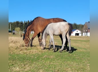 Caballo alemán, Yegua, 1 año, 175 cm, Castaño-ruano