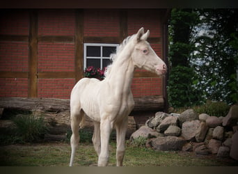 Caballo alemán, Yegua, 1 año