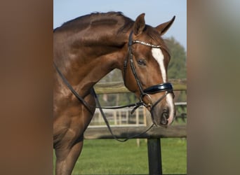 Caballo alemán, Yegua, 1 año