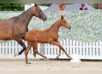 Caballo alemán, Yegua, 1 año, Castaño