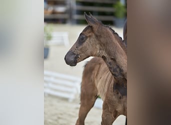 Caballo alemán, Yegua, 1 año, Negro