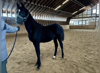 Caballo alemán, Yegua, 1 año, Negro