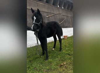 Caballo alemán, Yegua, 1 año, Negro