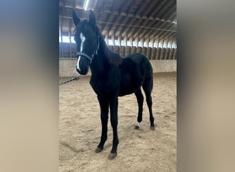 Caballo alemán, Yegua, 1 año, Negro