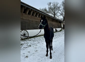 Caballo alemán, Yegua, 1 año, Negro