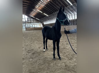 Caballo alemán, Yegua, 1 año, Negro