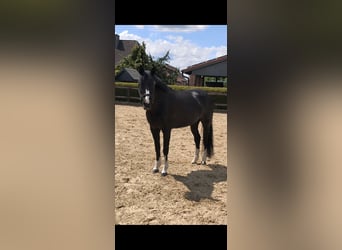 Caballo alemán, Yegua, 20 años, 156 cm, Negro